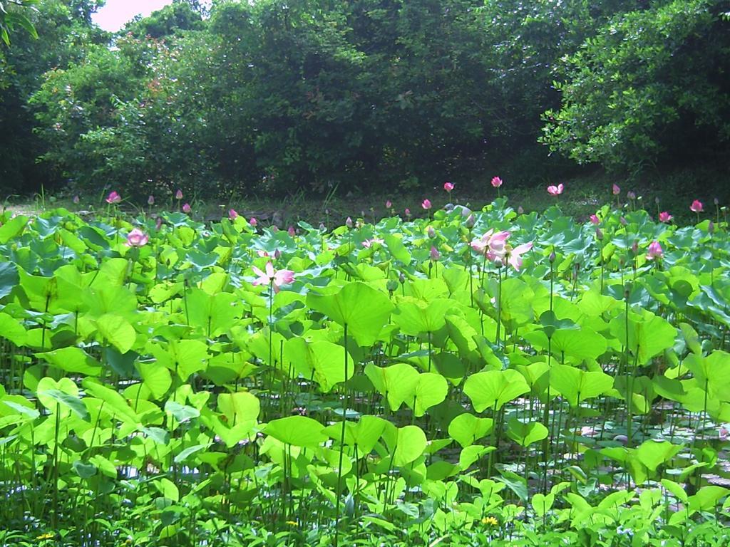River Ray Estates Resort Loc An Bagian luar foto